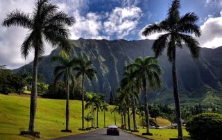 Palm trees and a little bit of paradise. - IZZAT RIAZ